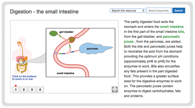 biology-digestion-the-small-intestine