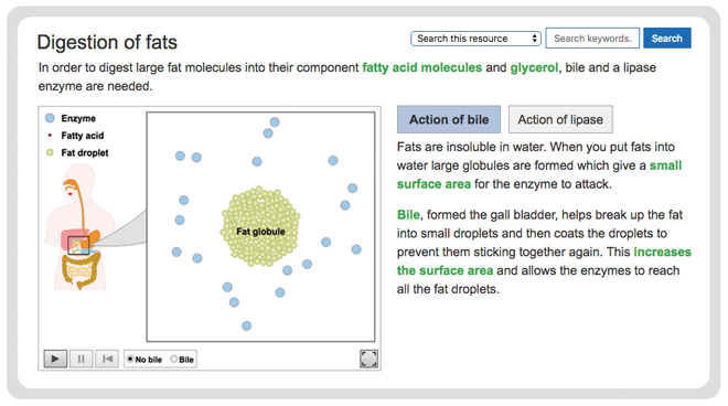 biology-enzymes-in-digestion-fats