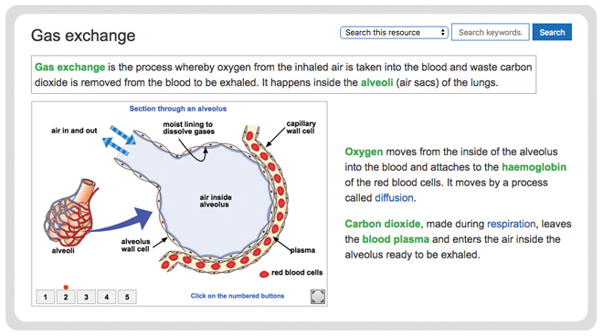 biology-respiratory-system-gas-exchange