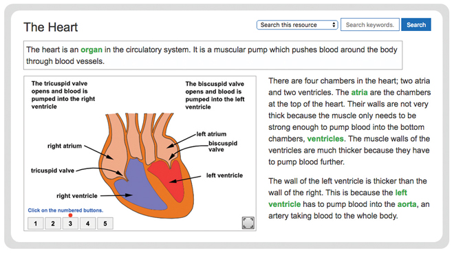 biology-circulatory-system-the-heart