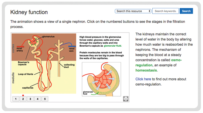 biology-excretion-and-the-kidney