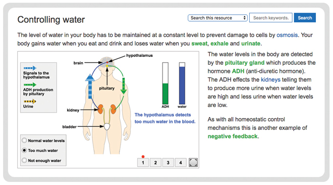 biology-homeostasis-controlling-water