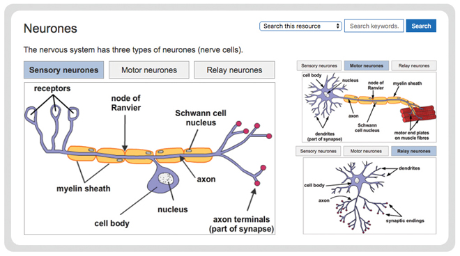 biology-nervous-system-neurones