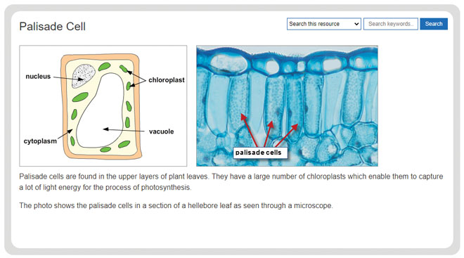 biology-specialised-cells-palisade-cell