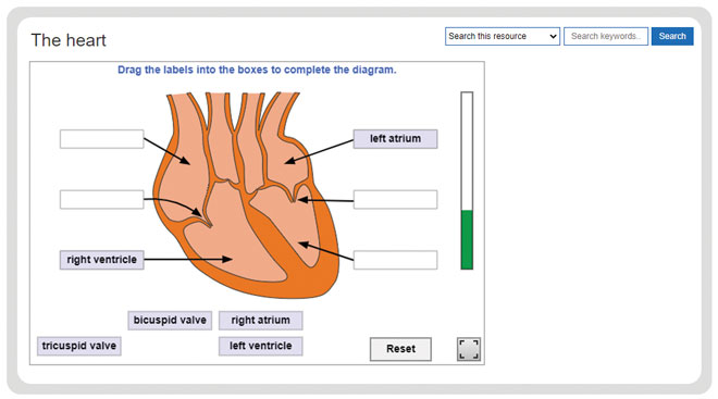 biology-test-yourself-label-the-heart